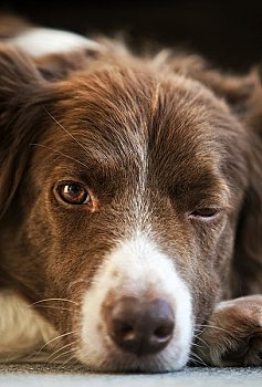 博德牧羊犬,看镜头