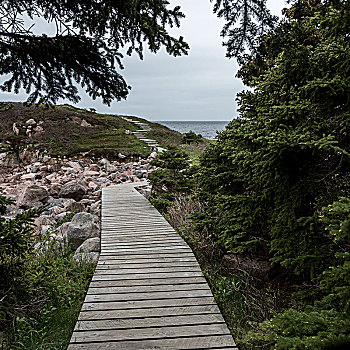 木板路,海岸,布雷顿角岛,新斯科舍省,加拿大