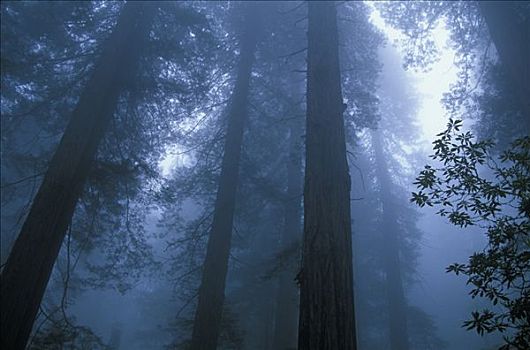红杉,晨雾,红杉国家公园,加利福尼亚,美国