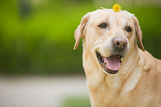 拉布拉多犬