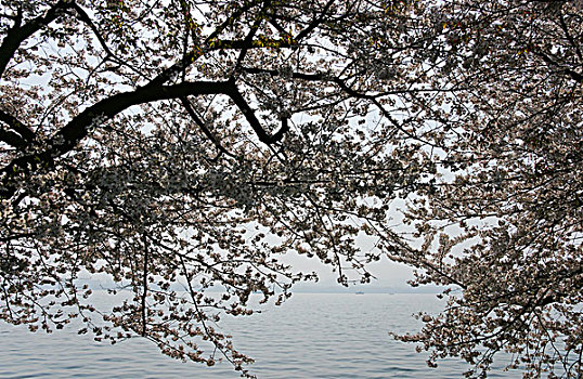 西湖樱花,白堤
