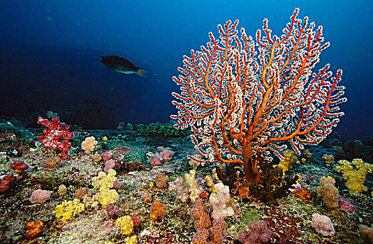 海扇,小,软珊瑚,安达曼海,泰国
