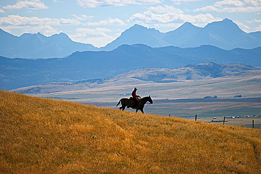 牛仔,骑马,艾伯塔省,加拿大