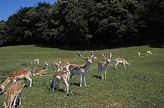 扁角鹿,黇鹿,牧群,雄性,女性,站立,草