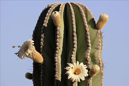 武伦柱,仙人掌,花,蜜蜂,觅食,花蜜,埃尔比斯开诺生物圈保护区,墨西哥