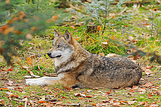 欧亚混血,狼,躺下,树林,巴伐利亚森林国家公园,巴伐利亚,德国
