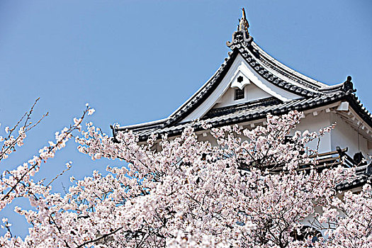樱花,城堡,滋贺,日本