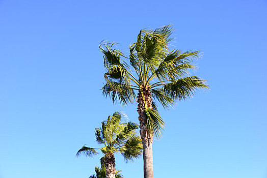 棕榈叶,西班牙
