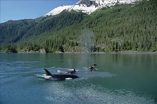 逆戟鲸,平面,旁侧,海岸线,阿拉斯加