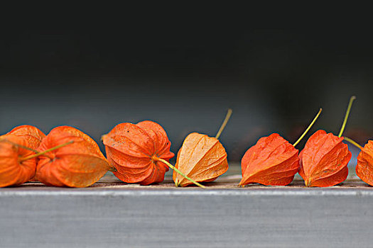 秋天,灯笼果,橙色,野果