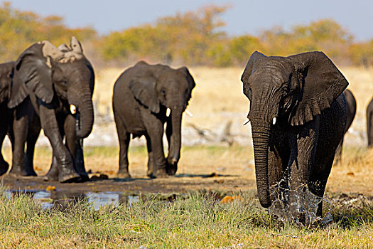 非洲,灌木,大象,非洲象,水潭,纳米比亚