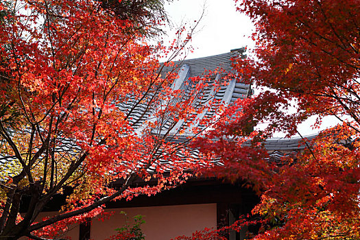 日本京都盛光院