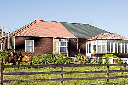 福克兰群岛,马,草场,正面,房子
