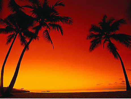 剪影,棕榈树,热带沙滩,日落,北岸,夏威夷,美国