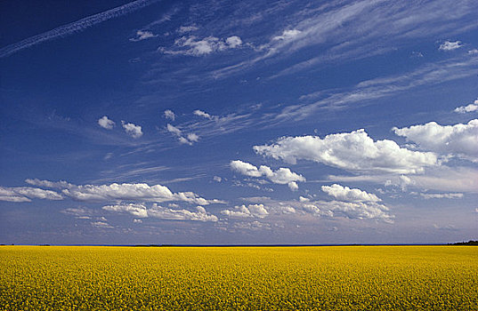 油菜地,天空,大,艾伯塔省,加拿大