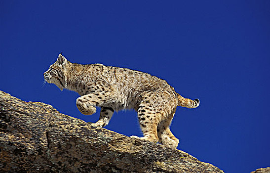 美国山猫,短尾猫,岩石上,加拿大