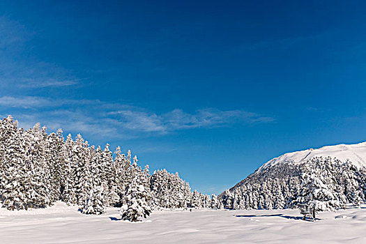 积雪,树,山,蓝天,晴天