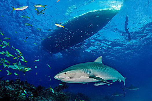 虎鲨,鼬鲨,加勒比,巴哈马,北美