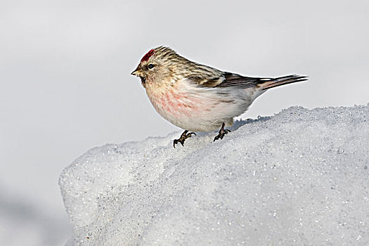 雪地,芬兰