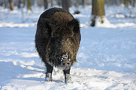 肖像,野猪,冬天,黑森州,德国