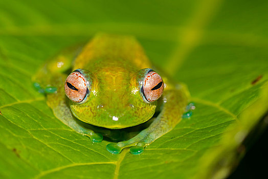 青蛙,绿叶,雨林,国家公园,中部高地,马达加斯加,非洲