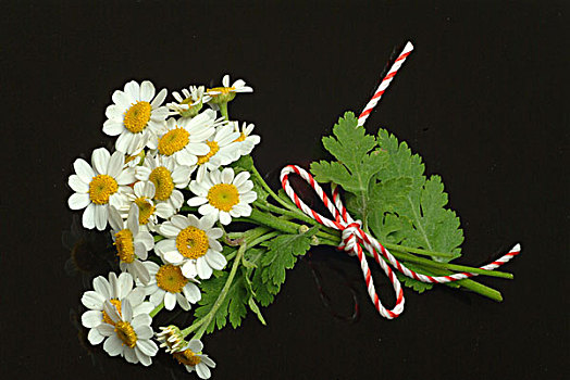 小白菊,草药,药草