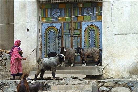 阿曼,女人,山羊,正面,传统,金属,门,房子,阿曼苏丹国,中东