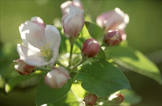 苹果花