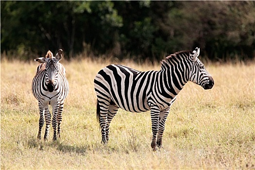 细纹斑马,马赛马拉,自然保护区,肯尼亚,非洲