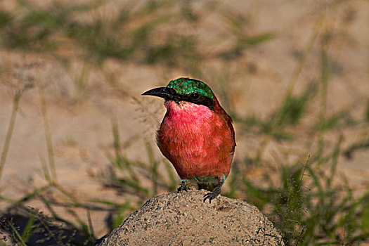 南方,深红色,食蜂鸟,万基国家公园,津巴布韦,非洲
