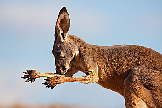 红袋鼠,舔,手臂,热,白天,国家公园,澳大利亚