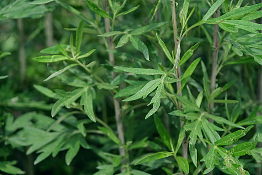 艾叶图片