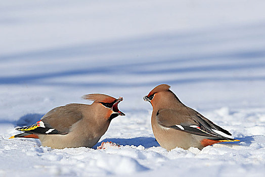 雪地里两只争斗的太平鸟