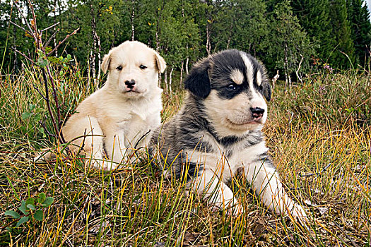阿拉斯加,哈士奇犬,小狗,挪威,欧洲