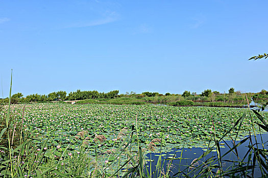 千鸟湖湿地--荷塘
