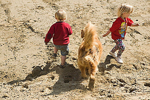 儿童,玩,沙坑,狗