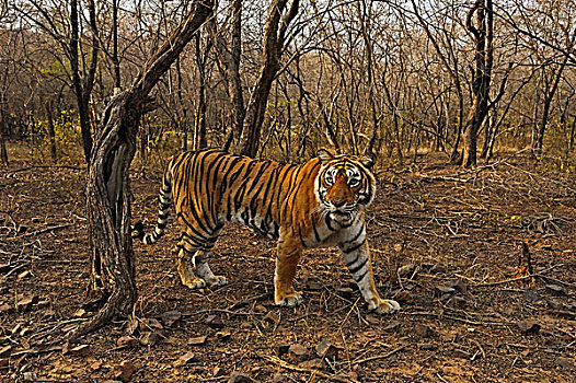 孟加拉,印度虎,虎,干燥,落叶林,拉贾斯坦邦,国家公园,印度,亚洲