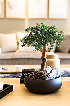 盆栽,木桌,现代生活,房间