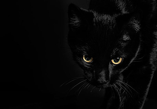 头像,黑猫,看,光泽,黄色眼睛