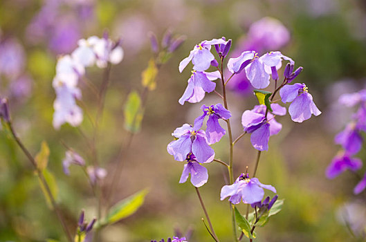 春天紫色花盛开