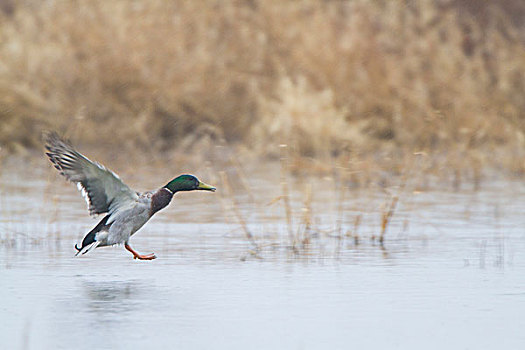 野鸭,绿头鸭,雄性,降落,湿地,冬天,伊利诺斯,美国