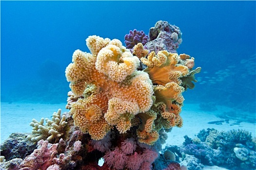 珊瑚礁,黄色,软珊瑚,仰视,红海,埃及,蓝色背景,水,背景