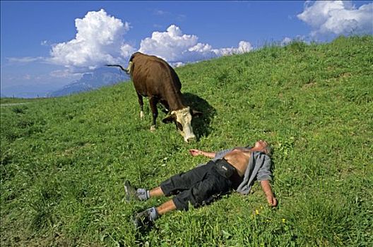 法国,上萨瓦省,耶稣,母牛,靠近,男人,躺着,背影