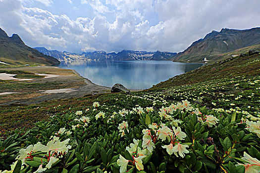 天池边的高山杜鹃