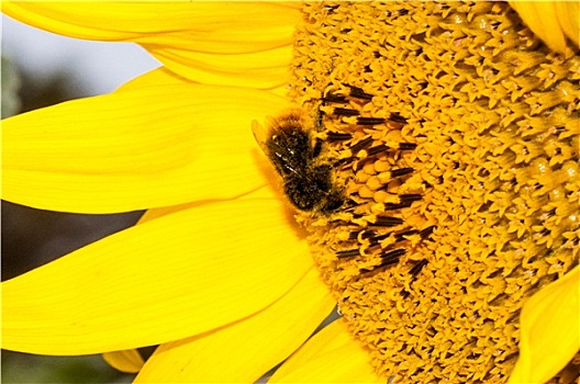 特写,微距,蜜蜂,工作,向日葵