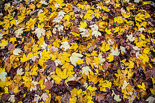 秋叶,枫树,山毛榉,北莱茵威斯特伐利亚,德国,欧洲