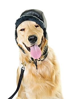 金毛猎犬,狗,戴着,冬天,帽子