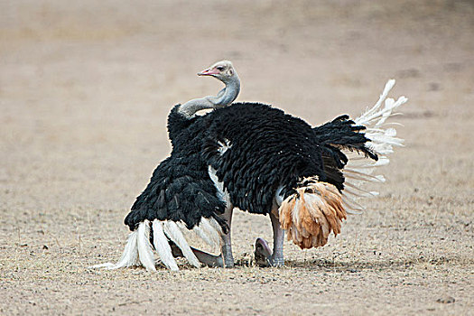 鸵鸟,公鸡,雄性动物,展示,卡拉哈迪,国家公园,北方省,南非,非洲