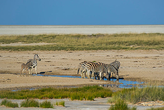 斑马,马,水坑,边缘,埃托沙国家公园,纳米比亚,非洲