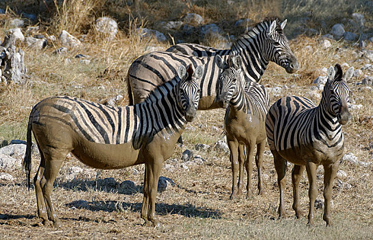 斑马,马,成年,小动物,遮盖,泥,埃托沙国家公园,纳米比亚,非洲